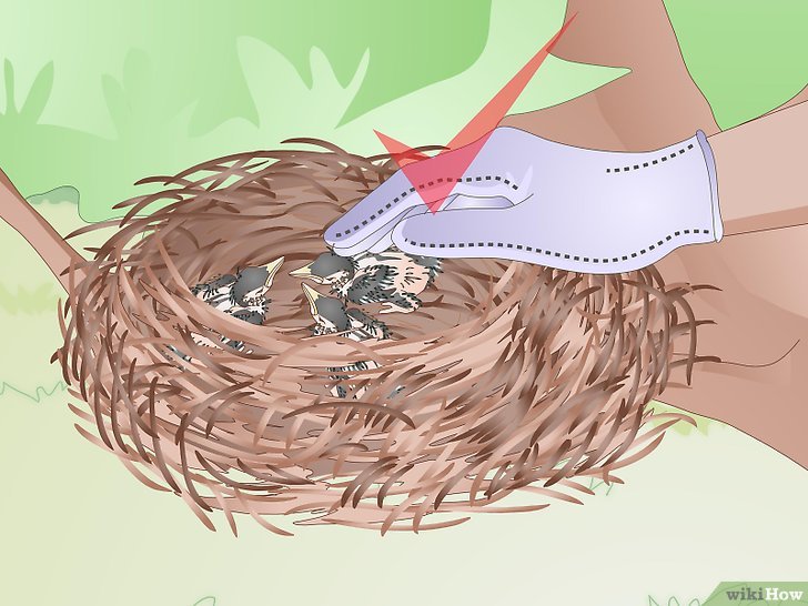 Bước 5: Một trong những cách để giúp đỡ các chim con bị bỏ rơi là kiểm tra xem có tổ nào gần đó không.
