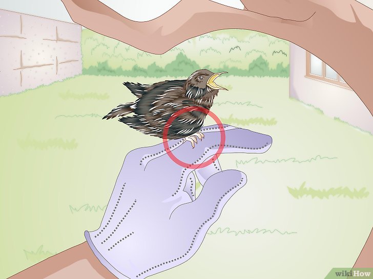 Bước 6: Để xác định giới tính của chim cút, bạn có thể sử dụng nhiều phương pháp khác nhau.