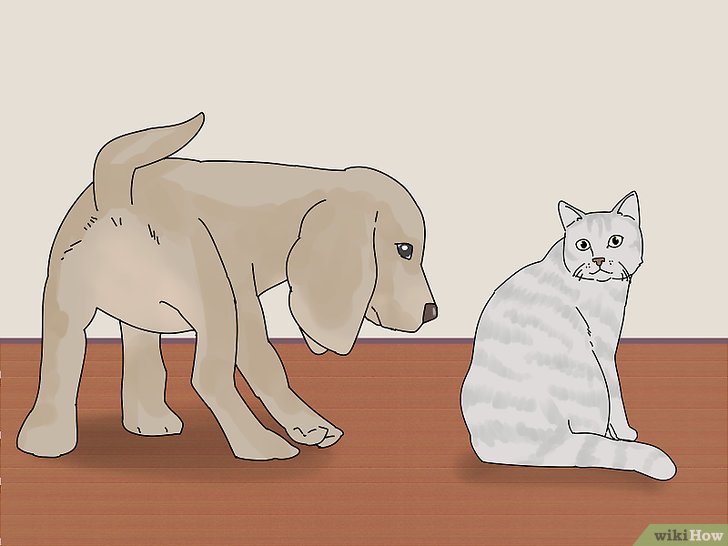 Bước 2: Đừng vội vàng đưa chó và mèo đến gần nhau ngay từ đầu.