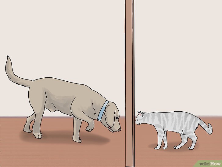 Bước 4: Cho chó mèo của bạn ngửi mùi hương của nhau qua khe hở dưới cửa.