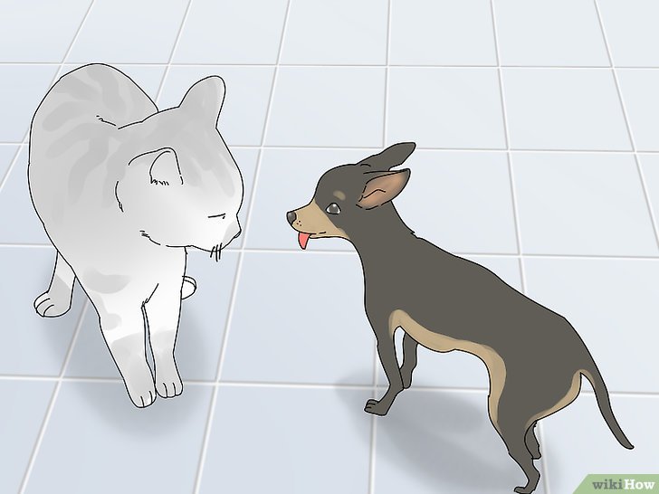 Bước 9: Để cho chó và mèo quen với nhau, bạn cần cho chúng gặp gỡ thường xuyên trong một không gian an toàn.