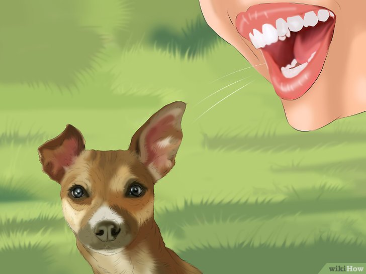 Bước 1: Lệnh “nghe” là một công cụ quan trọng để giao tiếp với chó.
