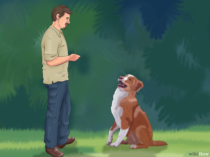 Bước 3: Đứng gần chó là một cách để làm quen với chúng và giảm sợ hãi.