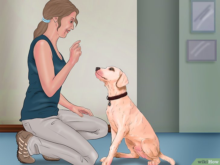 Bước 4: Một trong những kỹ năng cơ bản nhất mà bạn cần dạy cho chó của mình là phản ứng khi nghe tên hoặc lệnh “Nghe”.