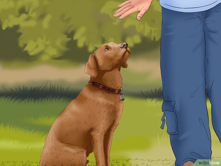 Bước 7: Để huấn luyện chó nghe lời, bạn cần phải giảm dần việc dùng quà thưởng.