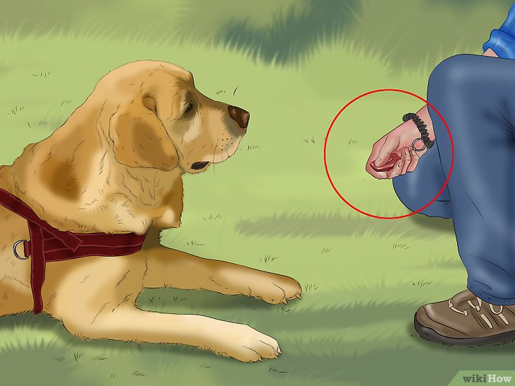 Bước 4: Một phương pháp tập luyện chó hiệu quả là sử dụng công tắc bấm lách cách (clicker).
