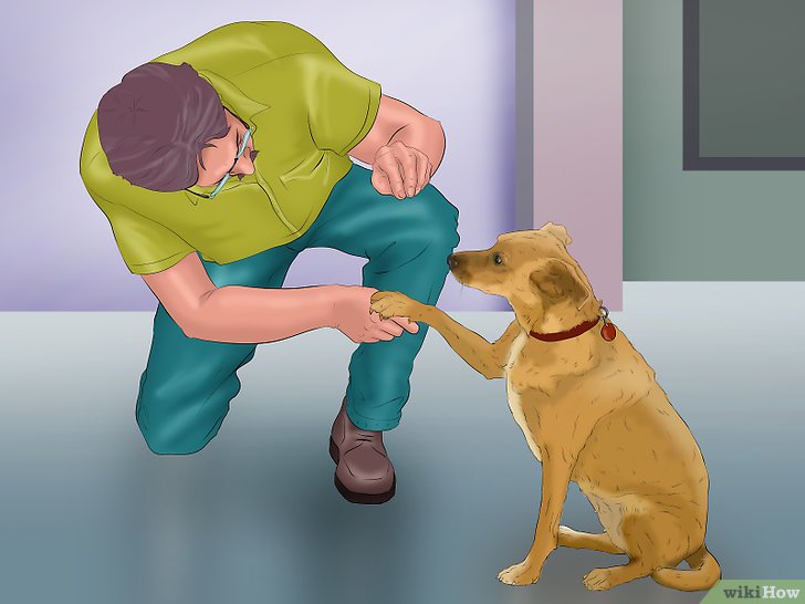 Bước 5: Huấn luyện chó cần sự nhất quán.