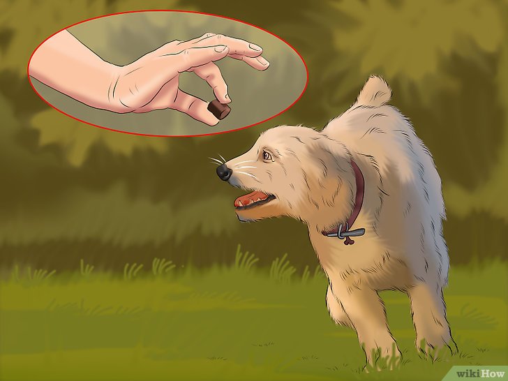 Bước 8: Để chó tập luyện khi đói có nhiều lợi ích.