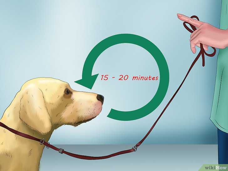 Bước 4: Lên lịch tập luyện là một bước quan trọng để huấn luyện chó con thành công.