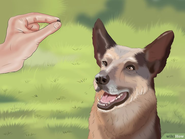 Bước 3: Thưởng cho chó ngay lập tức là một trong những nguyên tắc cơ bản của việc huấn luyện chó.