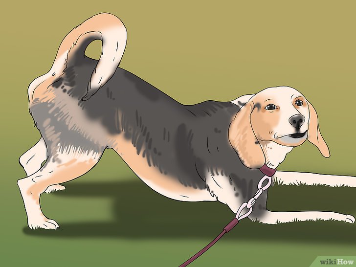 Bước 2: Đeo xích cho chó là một việc cần thiết khi bạn muốn dẫn chó ra ngoài hoặc huấn luyện chó.