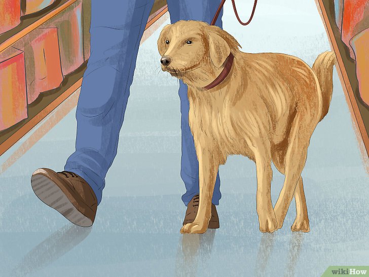 Bước 3: Nếu bạn muốn đưa chó của bạn đi dạo, bạn cần phải tuân thủ một số quy tắc an toàn.