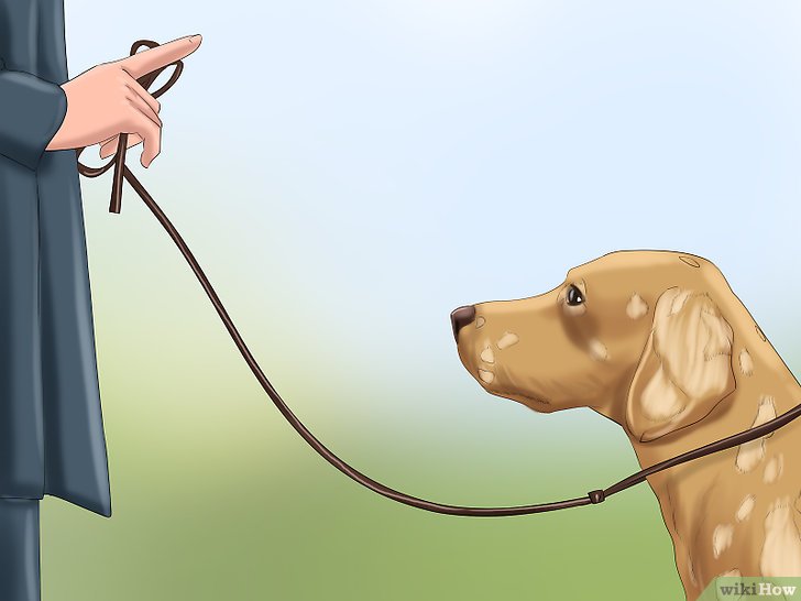 Bước 4: Một trong những kỹ năng quan trọng và cơ bản là dạy chó biết phải “chờ” trước khi bước qua cửa.