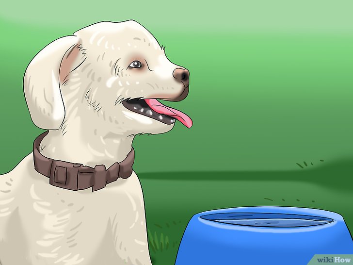 Bước 1: Để chó kiên nhẫn đợi trong lúc bạn chuẩn bị bữa ăn là một kỹ năng quan trọng mà bạn nên dạy cho chú cưng của mình.