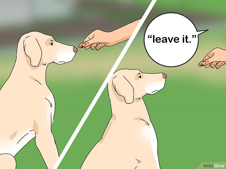 Bước 3: Để giúp chó của bạn có thể nghe lời bạn trong những tình huống khác nhau, bạn nên dạy nó cách tuân lệnh “tránh ra”.