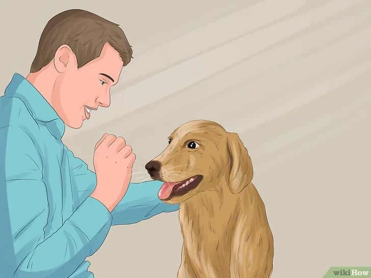 Bước 3: Một trong những bước đầu tiên để huấn luyện chó là thu hút sự chú ý của nó.