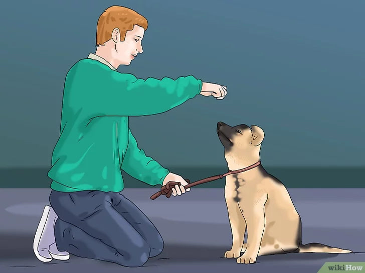 Bước 4: Để khuyến khích chó dõi theo tay bạn, bạn cần làm cho tay bạn trở nên hấp dẫn.