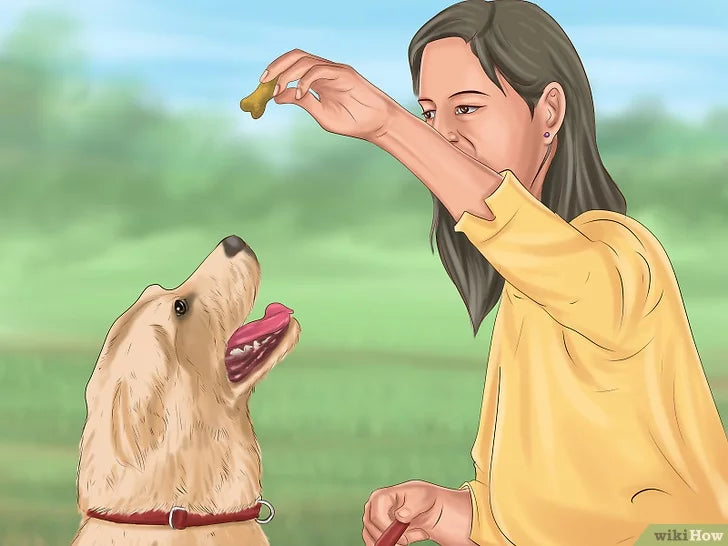 Bước 6: Để dạy chó cách đứng lên khi được ra lệnh, bạn cần thực hiện các bước sau.