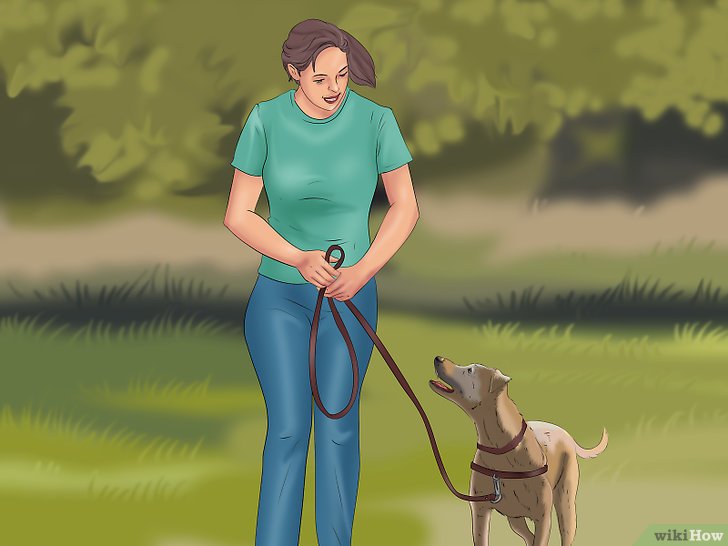 Bước 1: Dắt chó đi dạo với dây xích là một hoạt động thường xuyên mà bạn nên thực hiện.