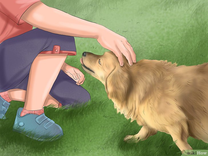 Bước 12: Để huấn luyện chó một cách hiệu quả, bạn cần phải áp dụng nguyên tắc củng cố những điều tích cực.