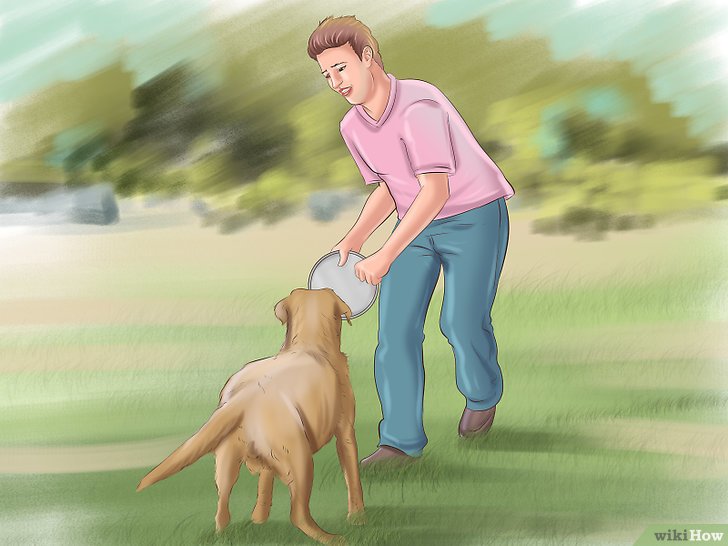 Bước 13: Một cách để duy trì niềm vui cho chó của bạn là luôn thưởng cho chúng mỗi khi chúng tuân theo lệnh "đến".