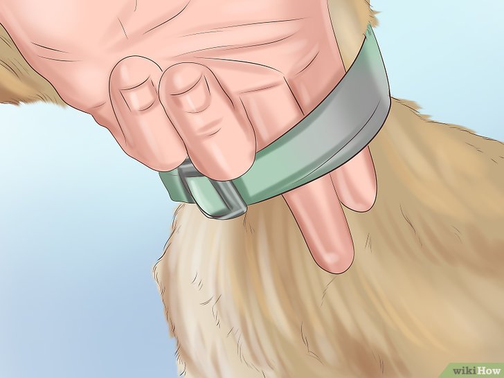 Bước 14: Cho chó làm quen với vòng cổ là một bước quan trọng trong việc huấn luyện chó.