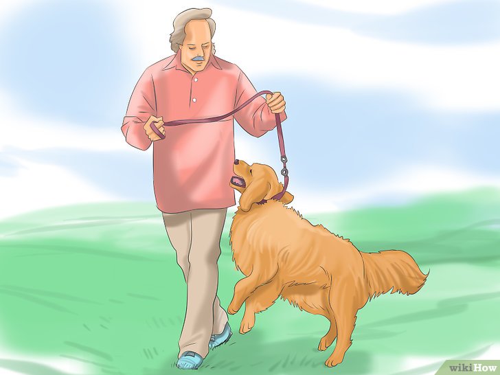 Bước 1: Một trong những kỹ năng quan trọng nhất mà bạn có thể dạy cho chó của mình là hiểu giá trị của mệnh lệnh.