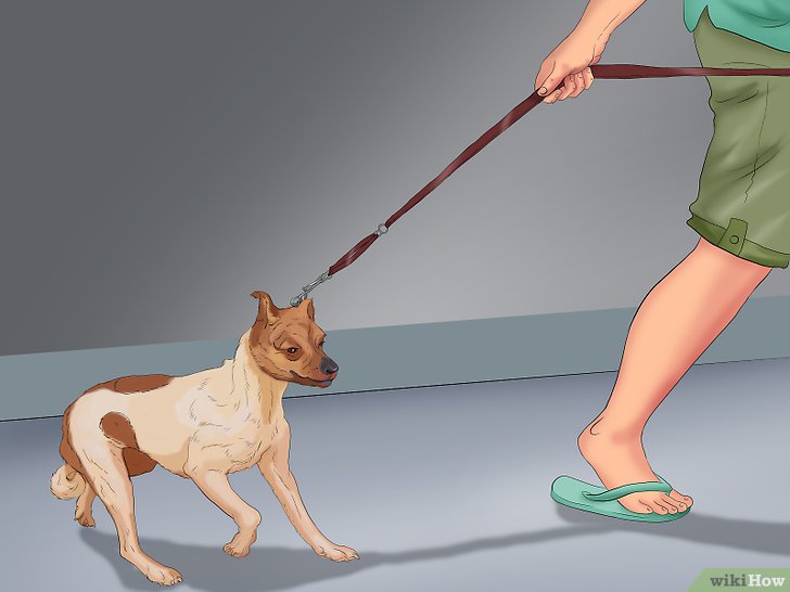Bước 2: Một trong những vấn đề thường gặp khi huấn luyện chó là chúng thường kéo dây xích khi đi dạo.