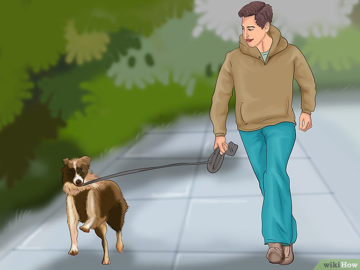 Bước 3: Thay đổi hướng đi là một kỹ năng quan trọng để huấn luyện chó của bạn đi dây dẫn một cách văn minh.