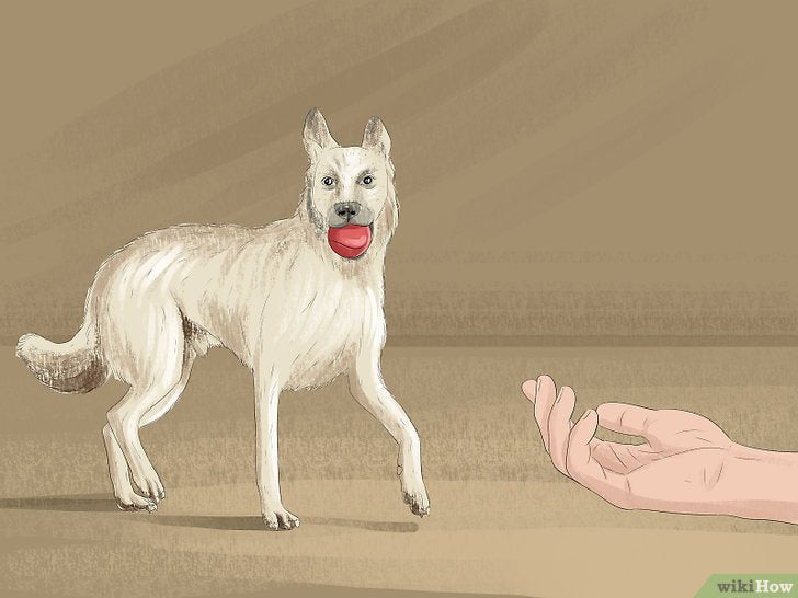 Bước 3: Để thu hút sự chú ý của chó, bạn cần phải làm cho chó cảm thấy bạn là người thú vị và đáng tin cậy.