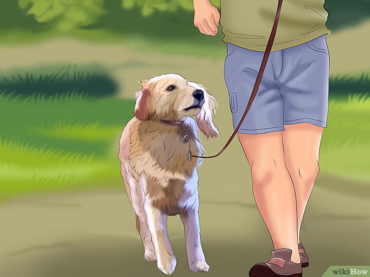 Bước 4: Đi bộ cùng chó là một cách tuyệt vời để tăng cường mối quan hệ giữa bạn và người bạn đồng hành của mình.