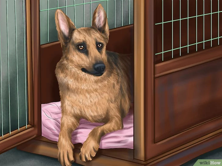Bước 1: Huấn luyện chó bằng chuồng là một phương pháp giúp chó có thể thích nghi với không gian sống an toàn và thoải mái.