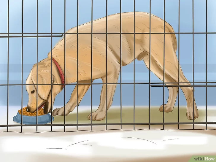 Bước 5: Một cách để huấn luyện chó của bạn là cho nó ăn trong chuồng.