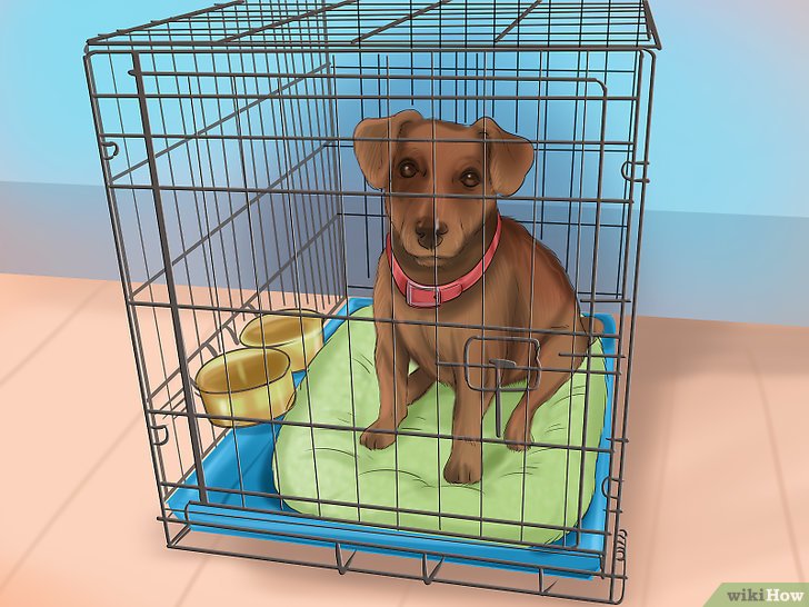 Bước 6: Để huấn luyện chó của bạn quen với việc ở trong chuồng, bạn cần thực hiện một số bước sau.