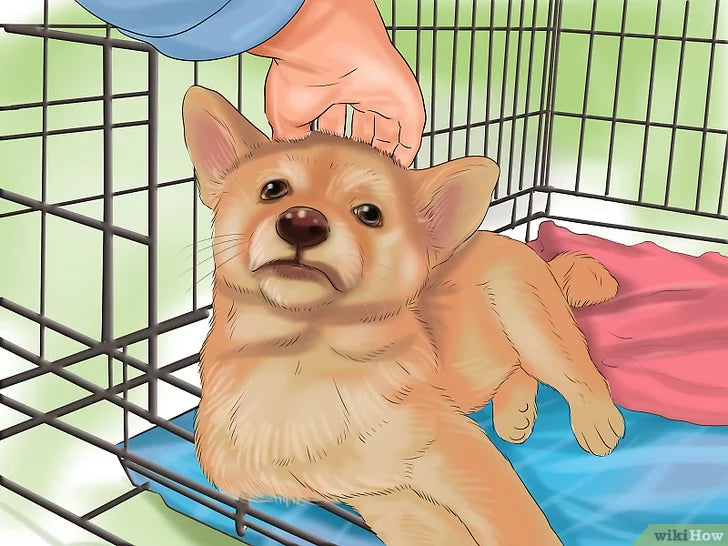 Bước 8: Để an ủi chó những khi tập lâu trong chuồng, bạn cần làm một số việc sau.