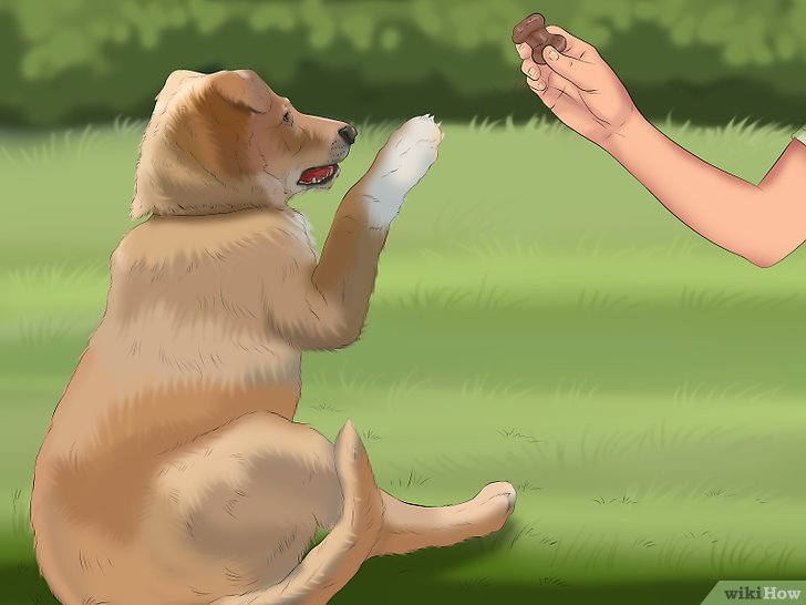 Bước 1: Để lôi kéo sự chú ý của chó, bạn cần có một phần thưởng hấp dẫn cho chúng.