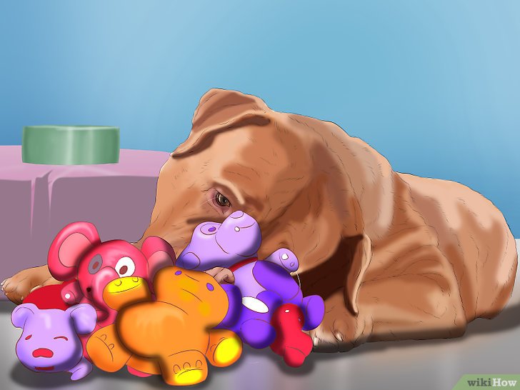Bước 2: Một cách để dạy chó nằm xuống là sử dụng thức ăn hoặc đồ chơi như một phần thưởng.