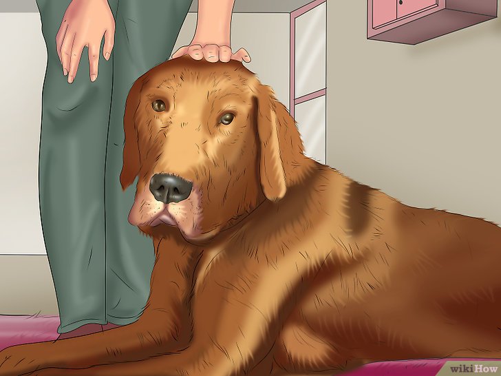 Bước 3: Để huấn luyện chó nằm xuống, bạn cần cho chó hiểu rằng đó là một hành động mong muốn và được thưởng.