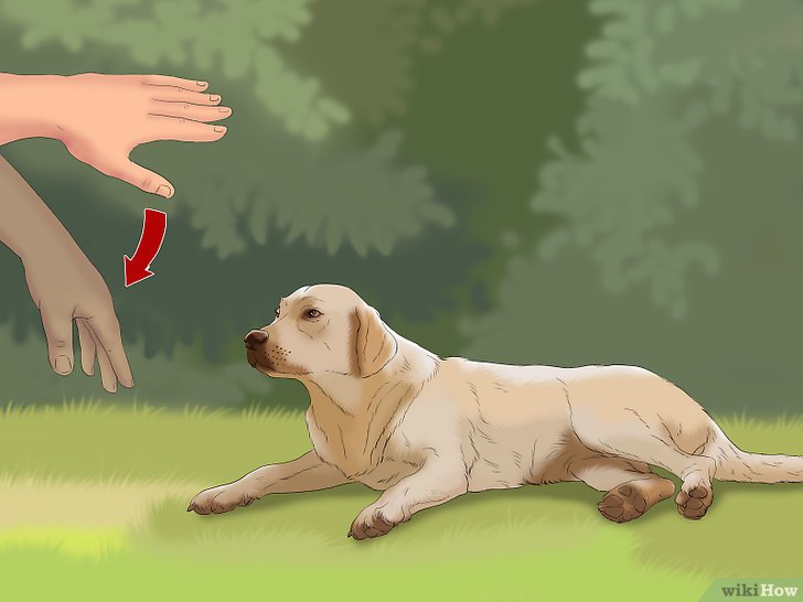 Bước 4: Để dạy chó cách nằm xuống, bạn cần tăng khoảng cách giữa bạn và chó từ từ.