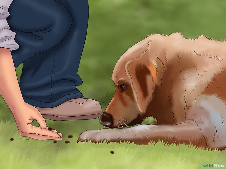 Bước 5: Để chó có thể nằm xuống sàn một cách vâng lời, bạn cần tập cho chó thói quen này từ bé.