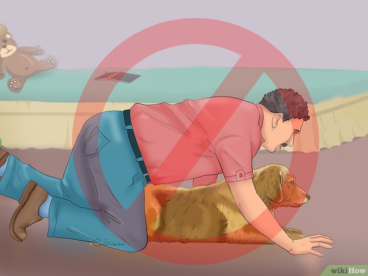 Bước 6: Để huấn luyện chó nằm xuống, bạn cần giữ thái độ tự tin và kiên nhẫn.