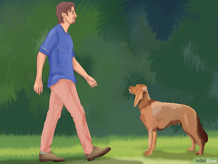 Bước 1: Một trong những kỹ năng cơ bản nhất mà bạn có thể dạy cho chó của mình là lệnh "ngồi".