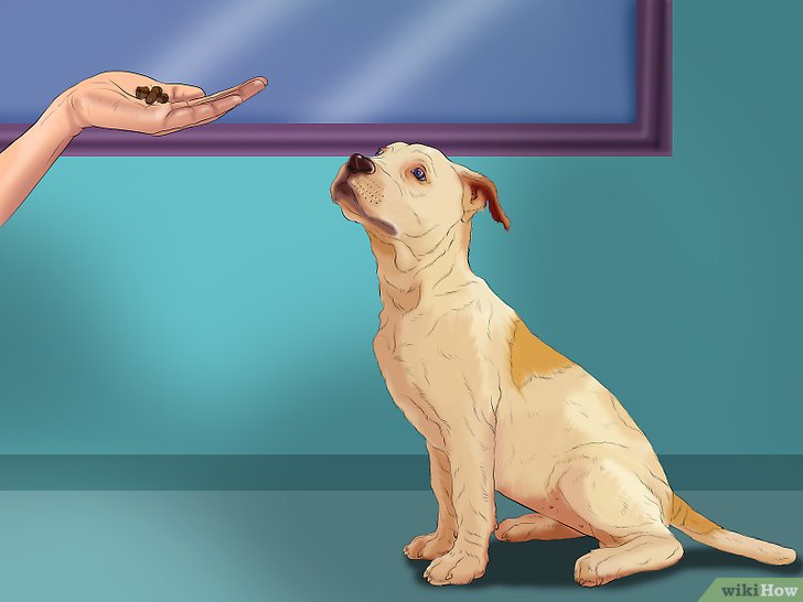 Bước 3: Một cách hiệu quả để dạy chó ngồi là sử dụng quà thưởng như thức ăn hoặc đồ chơi.