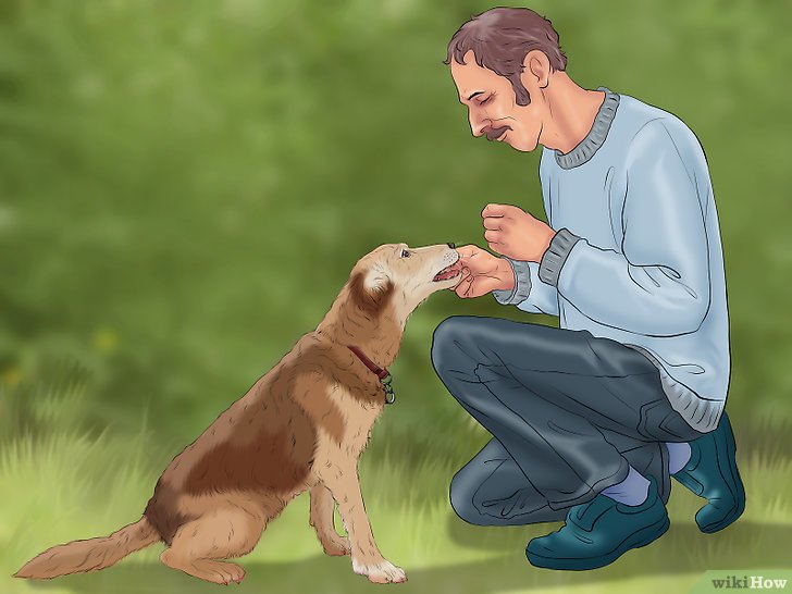 Bước 4: Để huấn luyện chó ngồi, bạn cần sử dụng phương pháp thưởng và khen ngợi.