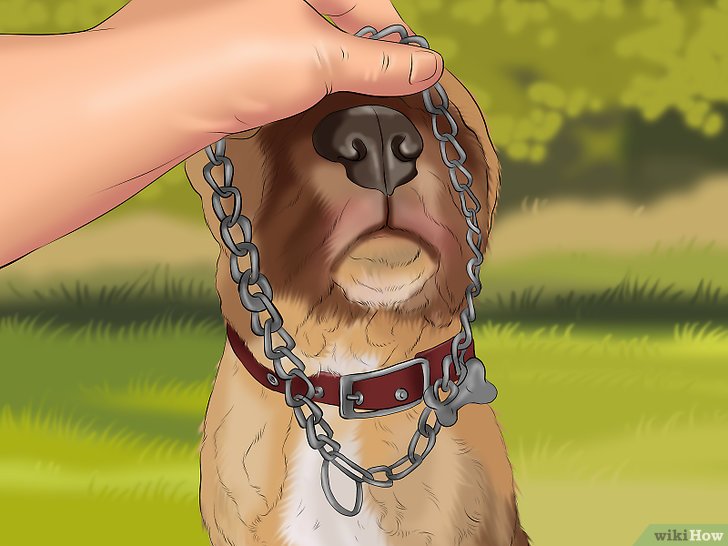 Bước 5: Một phương pháp khác để dạy chó ngồi là sử dụng quà thưởng.