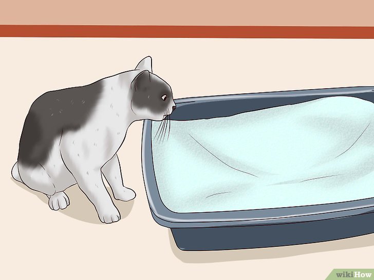 Bước 1: Để huấn luyện lại bé mèo nhà bạn, bạn cần có kiên nhẫn và nhất quán.