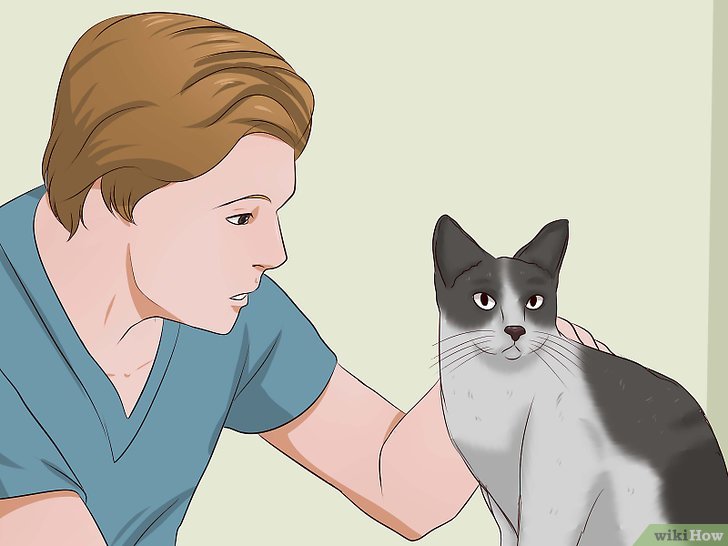 Bước 4: Một trong những bước quan trọng để giúp mèo của bạn có một cuộc sống khỏe mạnh và hạnh phúc là đảm bảo rằng nó được khám sức khỏe định kỳ bởi bác sĩ thú y.