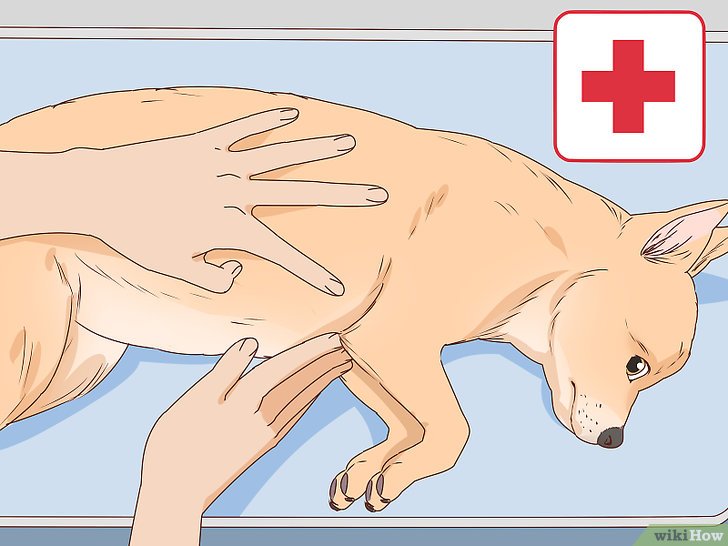 Bước 2: Khám sức khỏe cho chó là một việc quan trọng để đảm bảo sức khỏe và phát triển tốt của chúng