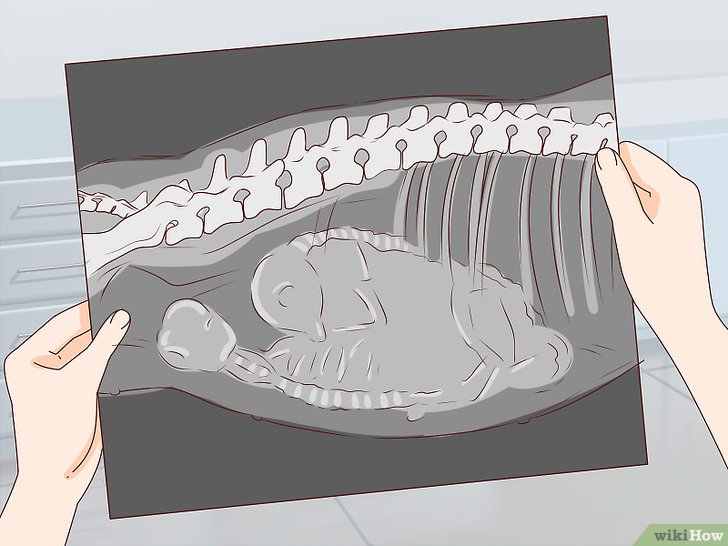 Bước 6: Yêu cầu chụp X quang là một phương pháp chẩn đoán hình ảnh được sử dụng để xem số lượng cún con trong bụng mẹ khi thai kỳ đã gần kết thúc.