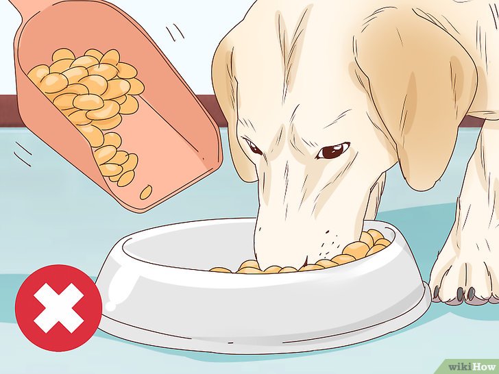 Bước 3: Bạn nên chỉnh lại khẩu phần thức ăn cho chó cưng của mình khi cô ấy bước vào giai đoạn cuối của thai kỳ, khoảng 6 tuần sau khi giao phối.